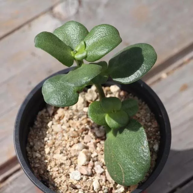 經常有朋友將磯松當作長壽花養 它是特容易開花的多肉植物 家居 綠兔部屋