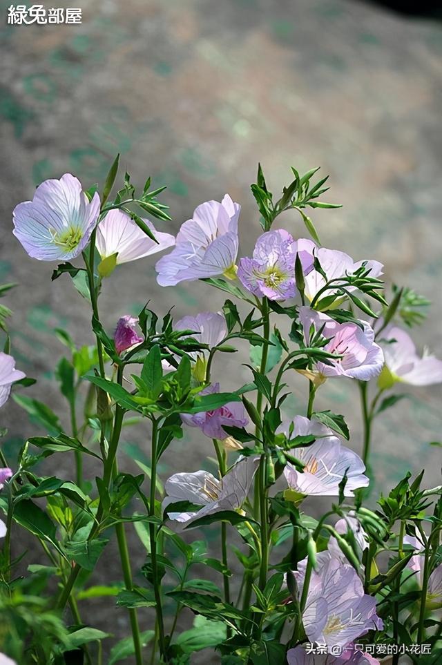 月見草 見月花開 晨曦花落 家居 綠兔部屋