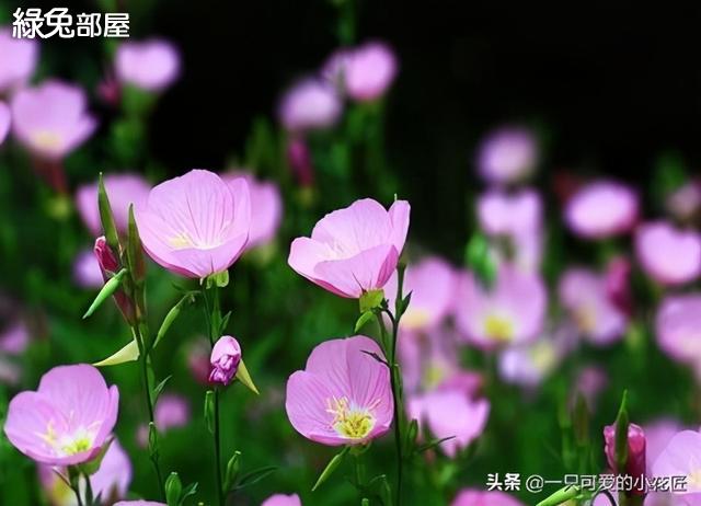 月見草 見月花開 晨曦花落 家居 綠兔部屋